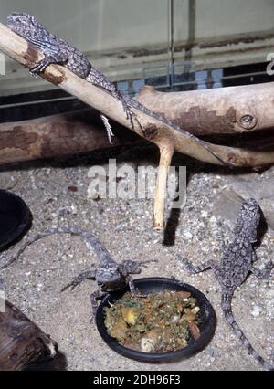 La lucertola a collo di ceci (Chlamydosaurus kingi), nota anche come lucertola frinata, drago fritto o agama fritto Foto Stock