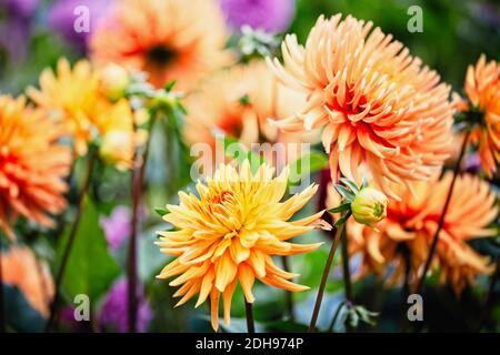 Dahlia, massa di fiori di colore arancio che crescono all'aperto. Foto Stock