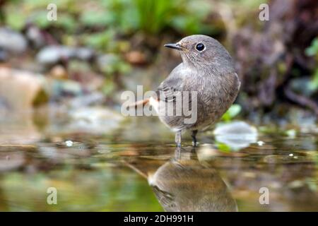 Hausrotschwanz (Phoenicurus ochruros) Weibchen Foto Stock