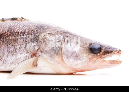 Walleye grezzo isolato dal lato su bianco Foto Stock