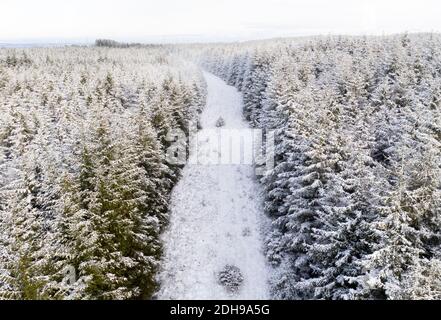 Vista aerea di un incendio forestale break con alberi innevati, Lanarkshire meridionale Scozia. Foto Stock