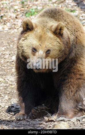 Orso bruno, Braunbär, Ursus arctos, barna medve Foto Stock