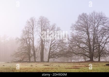 NRW, 10 dicembre 2020. Il sole riesce a malapena a rompersi, dando agli alberi un aspetto spettrale, quasi scheletrico. La nebbia densa si avvolgono per la maggior parte della giornata con temperature che si abbellono appena sopra il gelo nella campagna del Muensterland. Credit: Imageplotter/Alamy Live News Foto Stock