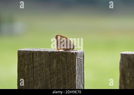 Grande farfalla di brughiera sulla recinzione, primo piano, macro, farfalla marrone Foto Stock