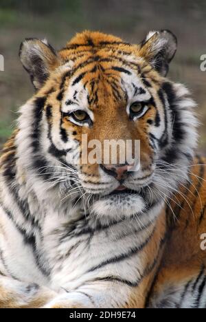 Tigre siberiana, tigre Sibirischer, Amurtiger oder Ussuritiger, szibériai tigris, Panthera tigris altaica, Endangered Foto Stock