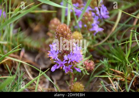 Il fiore di Coris monspeliensis, è stato usato nella medicina domestica tradizionale per guarire le ferite e le fratture, poichè si dice che abbia la proprietà di saldare le ossa. Foto Stock
