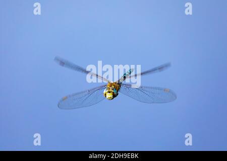 Dragonfly, Aeshna cianea, insetto in naturale Foto Stock