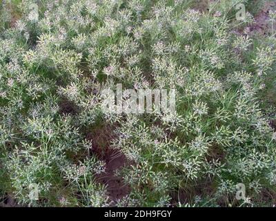 Cumino terreno di coltura, pianta fresca di Cumin semi fattoria, che cresce in agricoltura Foto Stock