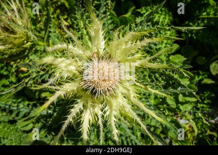 Agrifoglio di mare alpino, Eryngium alpinum, in Savoia, Francia Foto Stock