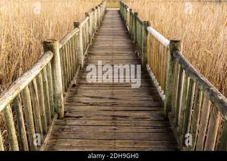 Una lunga passerella in legno che conduce attraverso alte canne dorate e. erba paludosa in zone umide Foto Stock