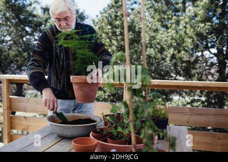 Uomo anziano che riempie il composto in pianta in vaso a tavola Foto Stock