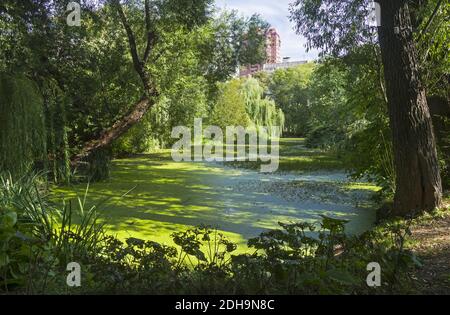 Un vecchio stagno surcresciuto nel parco Foto Stock