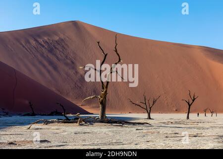 Splendido paesaggio all'alba di Dead Vlei nascosto Foto Stock