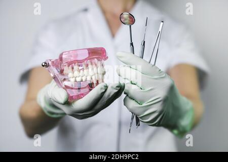 dentista che tiene il modello dei denti della mascella e gli attrezzi dentali nelle mani Foto Stock
