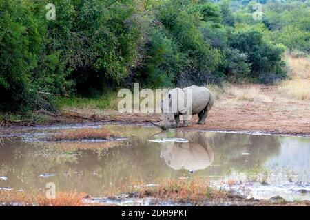 Rinoceronte bianco Pilanesberg, Sud Africa safari wildlife Foto Stock