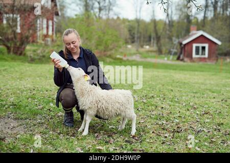 Giovane donna che alimenta il latte dalla bottiglia all'agnello sul campo Foto Stock