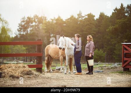 Vista laterale del contadino che accarezzava il cavallo mentre si è in piedi da donna sul campo Foto Stock