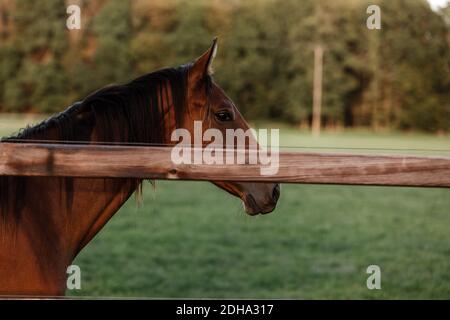 cavallo grazioso su una fattoria vicino a una recinzione di legno in estate. luogo per il testo Foto Stock