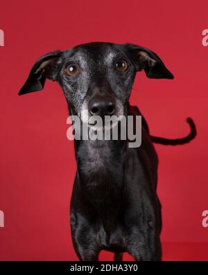 Un cane bruno italiano levriero su sfondo rosso Foto Stock