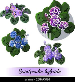 Serie vettoriale di violette africane fiorite con fiori di diverso colori isolati su sfondo bianco Illustrazione Vettoriale