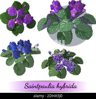 Serie vettoriale di violette africane fiorite con fiori di diverso colori isolati su sfondo bianco Illustrazione Vettoriale