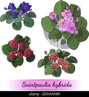 Serie vettoriale di violette africane fiorite con fiori di diverso colori isolati su sfondo bianco Illustrazione Vettoriale