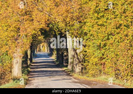 Autunno alberi colorati su vicolo Foto Stock