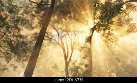 Raggi di luce solare scoppiante in una foresta nebbiosa Foto Stock