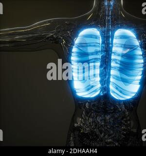 Polmoni umani esame radiologico Foto Stock