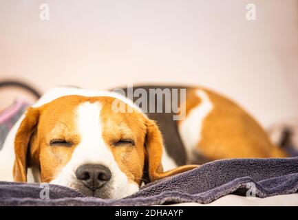 Cane Hound Beagle che dorme all'aperto su un divano da giardino. Concetto canino Foto Stock