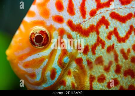Pesci colorati dalle pieces Symphysodon Discus closeup. Foto Stock