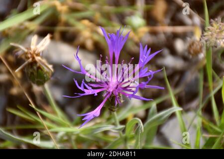 Fiore viola profondo di Centaurea trionfetti subsp.lingulata su terrazze di pietra a secco. Foto Stock