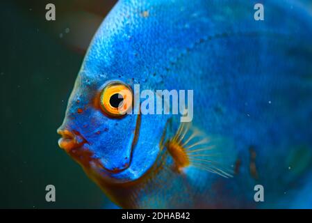 Pesce blu dalle spieces Symphysodon discus closeup. Foto Stock