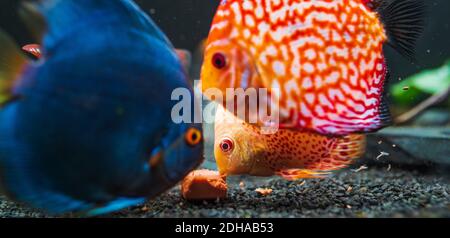 Pesce colorato dalle spieces Symphysodon disco in acquario alimentazione sulla carne. Foto Stock