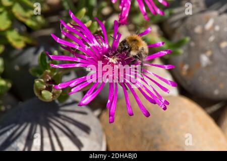 Ape comune di carder (Bombus pascuorum) su una pianta di ghiaccio rosa (Mesembrianthemum sp.) fiore, Berkshire, luglio Foto Stock