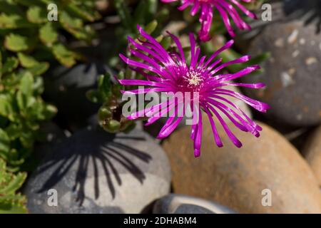 Pianta di ghiaccio rosa o pianta di ghiaccio ghiacciato (Mesembrianthemum sp.) petali delicati su un fiore succulente ornamentale rosa, Berkshire, luglio Foto Stock