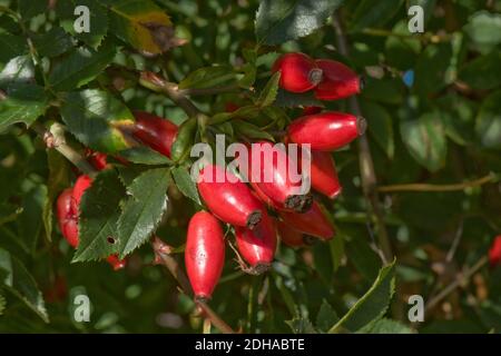 Frutti rossi maturi, anche, di una rosa di cane selvatico (Rosa canina) alta in vitamina C, B & e e antiossidanti, sono utilizzati in ambito medico e per la cottura. Foto Stock