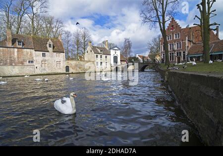 Cigni sul canale di Bruges, Belgio. Foto Stock