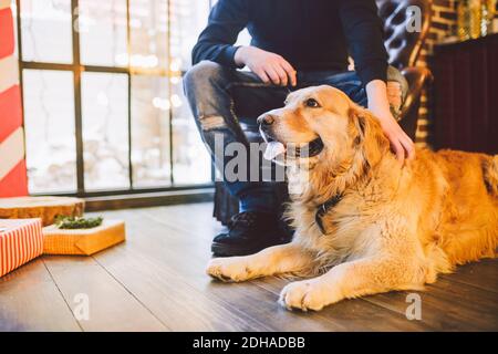 Cane adulto un retriever d'oro, abrador si trova accanto al proprietario Gambe di un allevatore maschile. All'interno della casa su un pavimento in legno Foto Stock