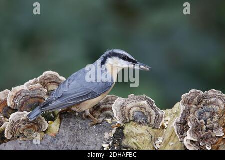 Nuthatch eurasiatico che raccoglie cibo nei boschi Foto Stock