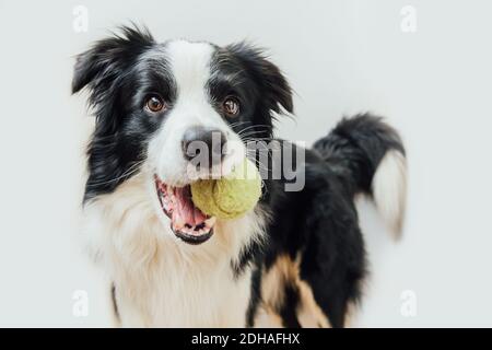 Divertente ritratto di cute cucciolo cane bordo collie tenendo palla giocattolo in bocca isolato su sfondo bianco. Cane animale domestico purebred con palla da tennis vuole giocare Foto Stock