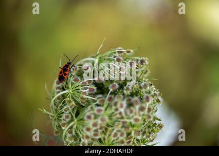 un unico bug di fuoco che percuola il fiore di a. carote selvatiche Foto Stock