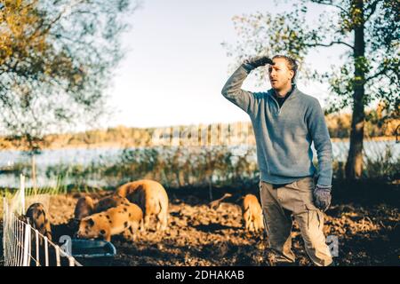 Maschio adulto medio che scherma gli occhi in pigpen a organico fattoria Foto Stock