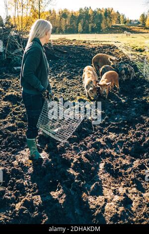 Lunghezza completa di agricoltore femmina maturo con paniere che guarda maiali che pascolano in azienda agricola biologica Foto Stock