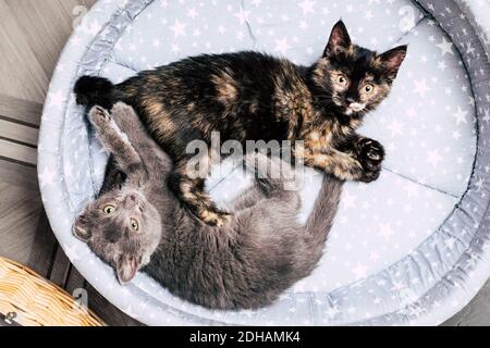 due gattini giacciono su un letto. un animale domestico Foto Stock