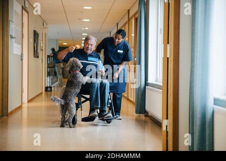 L'intera lunghezza dell'infermiera femminile in piedi da un uomo anziano disabile su sedia a rotelle che gioca con il cane in vicolo a casa di riposo Foto Stock