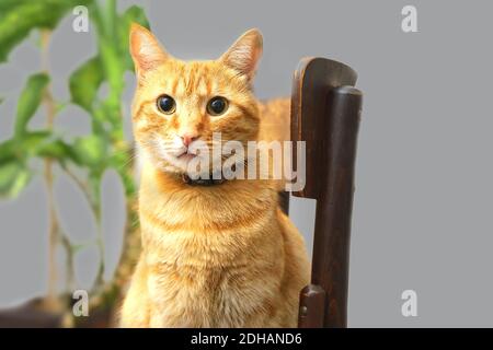 Carino gatto arancione seduto su sedia di legno su sfondo grigio. Concetto di colore dell'anno 2021 con colori luminosi giallo e grigio. Messa a fuoco morbida, isolata. Foto Stock