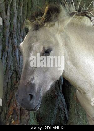 Wild konik polski o cavallo primitivo polacco al Parco Naturale del Lago di Engure, foto Bo Arrhed Foto Stock