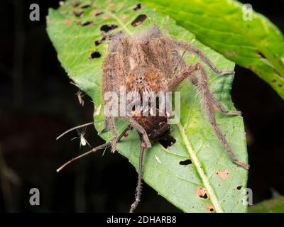 Ragno vagabondante (famiglia Ctenidae) che si nutrisce di un gigante papà lunghe gambe (Opiliones) nella foresta pluviale montana a 2.000 m di altitudine, Cordillera del Toisan, lo Foto Stock