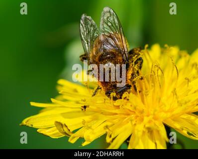 Ape che impollinano su un fiore giallo di dente di leone Foto Stock